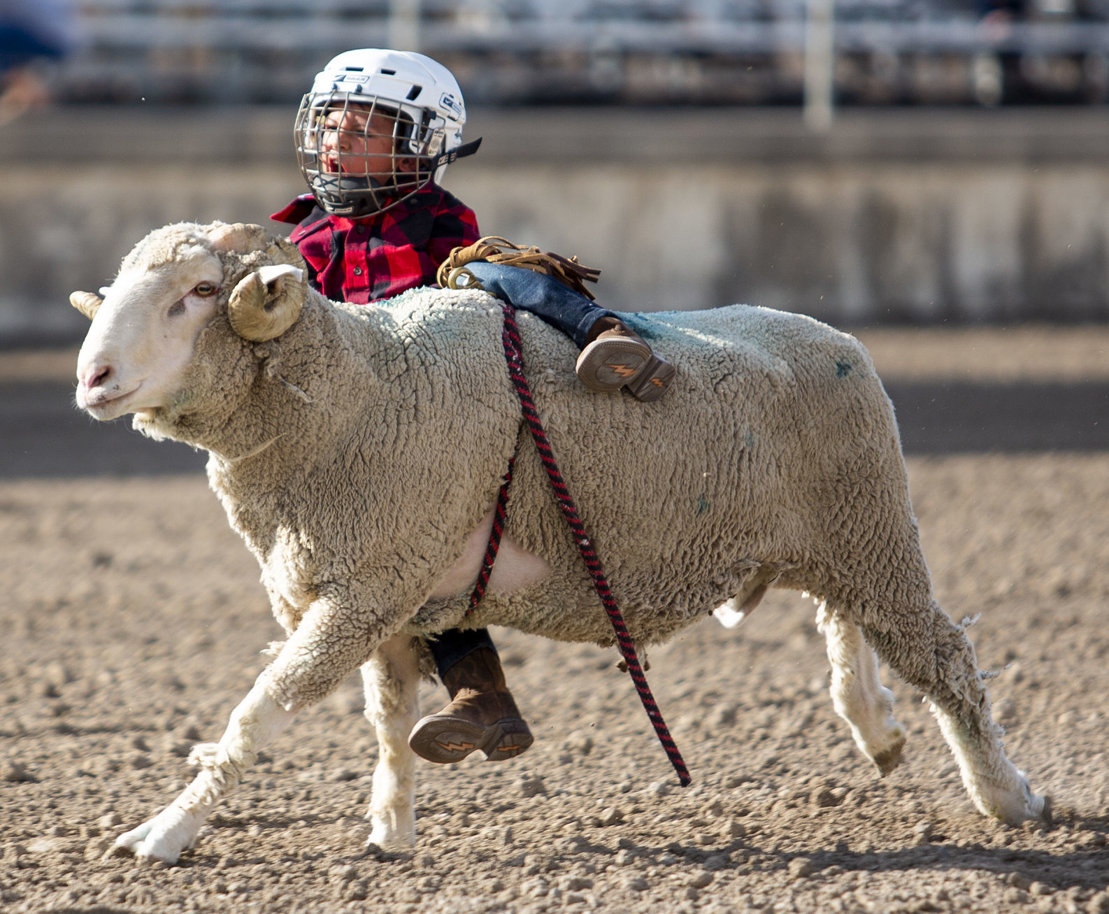 Mutton Busting in Minidoka